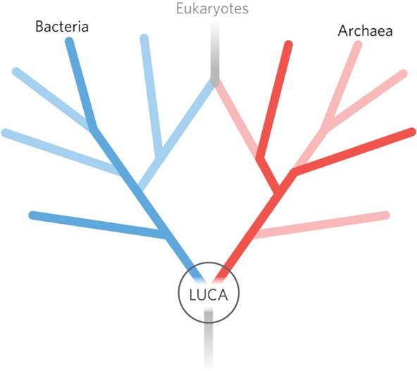 The last universal common ancestor
