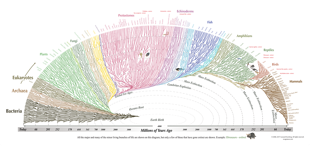tree-of-life